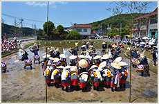 花田植画像