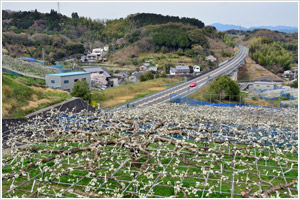 梨の花咲く風景画像