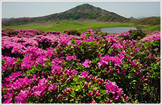 阿蘇の花園画像